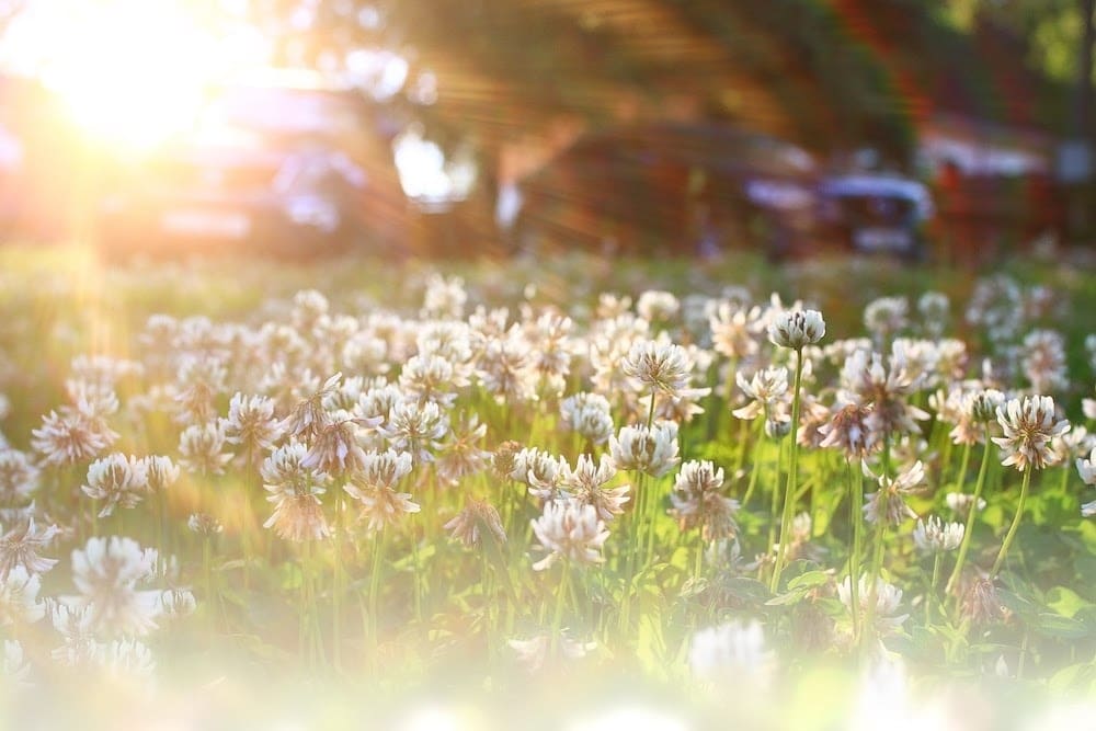 Photo maison Allemond 38114