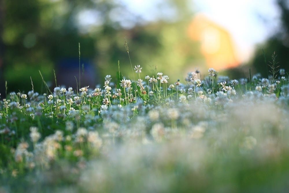 Photo maison Sinard 38650