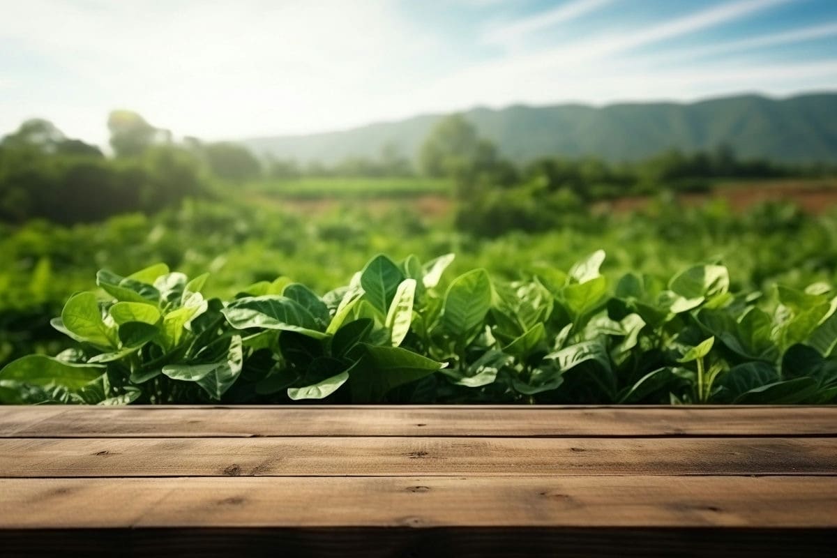 Photo maison Marignier 74970