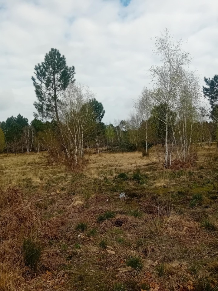 JT2147194 - Terrain/Terre - Gujan-Mestras