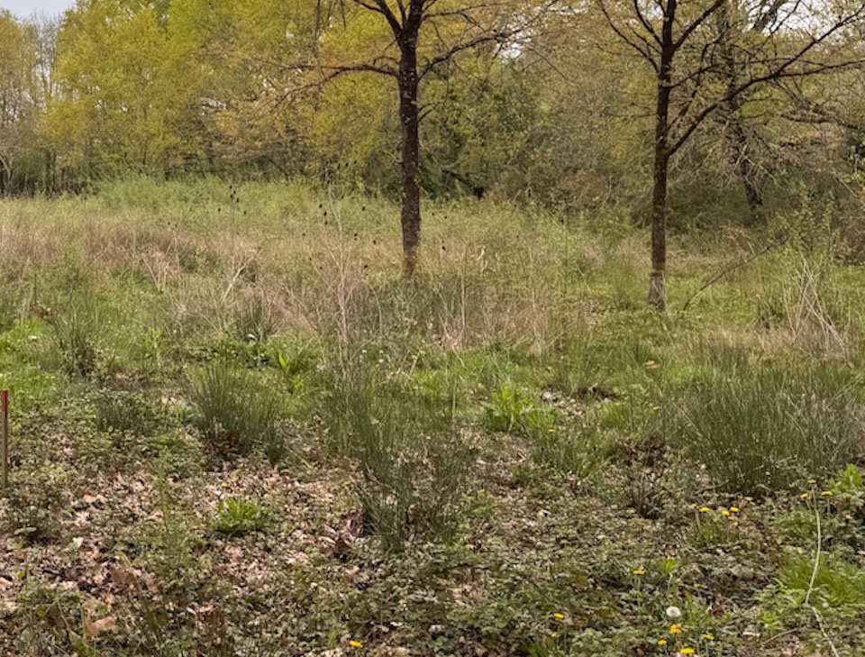 AMLABREDEPFBESS - Terrain/Terre - La Brède