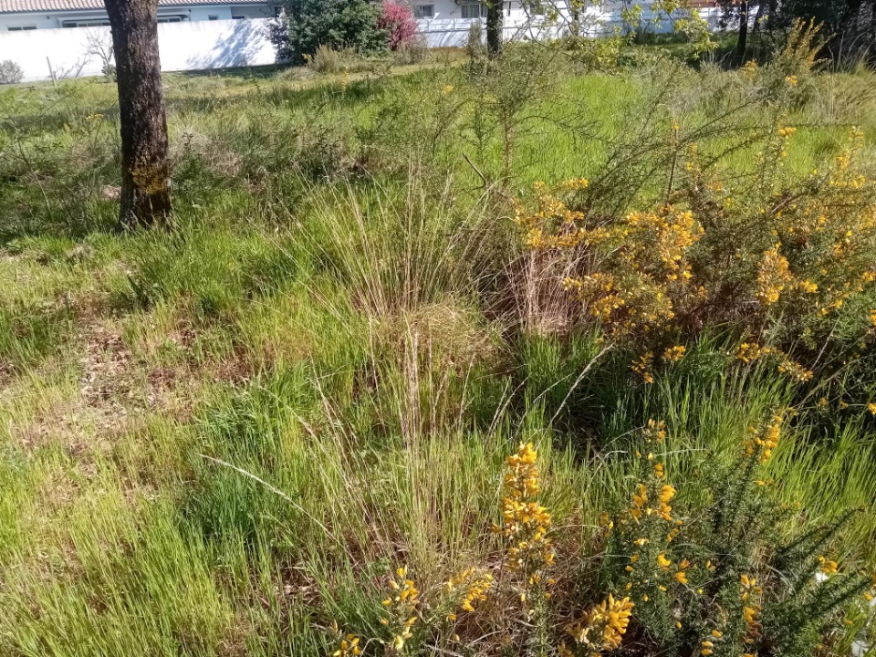 JT2148786 - Terrain/Terre - Andernos-les-Bains