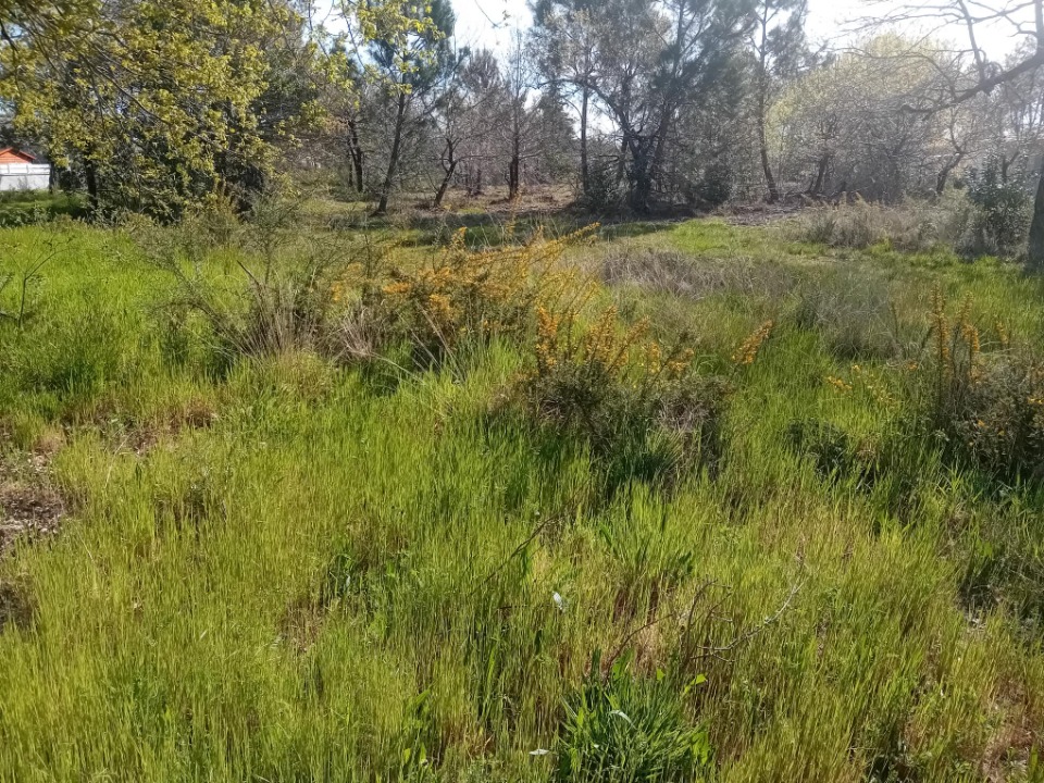 JT2149674 - Terrain/Terre - Andernos-les-Bains