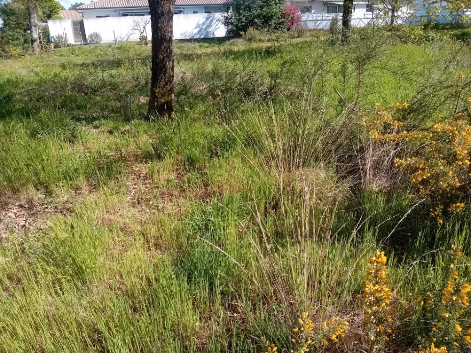 JT2149725 - Terrain/Terre - Gradignan