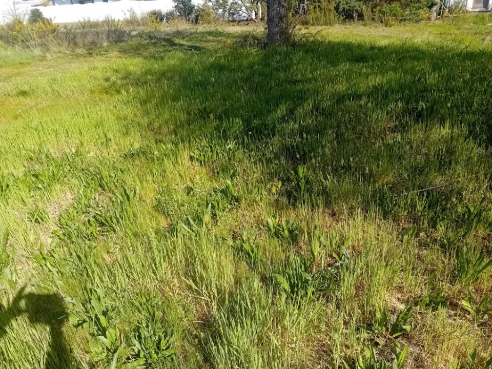 Photo JT2155719 - Terrain/Terre - Gujan-Mestras image 3/3