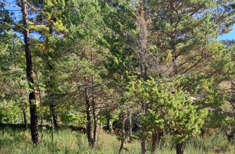 Terrain à bâtir à Levens (06670)