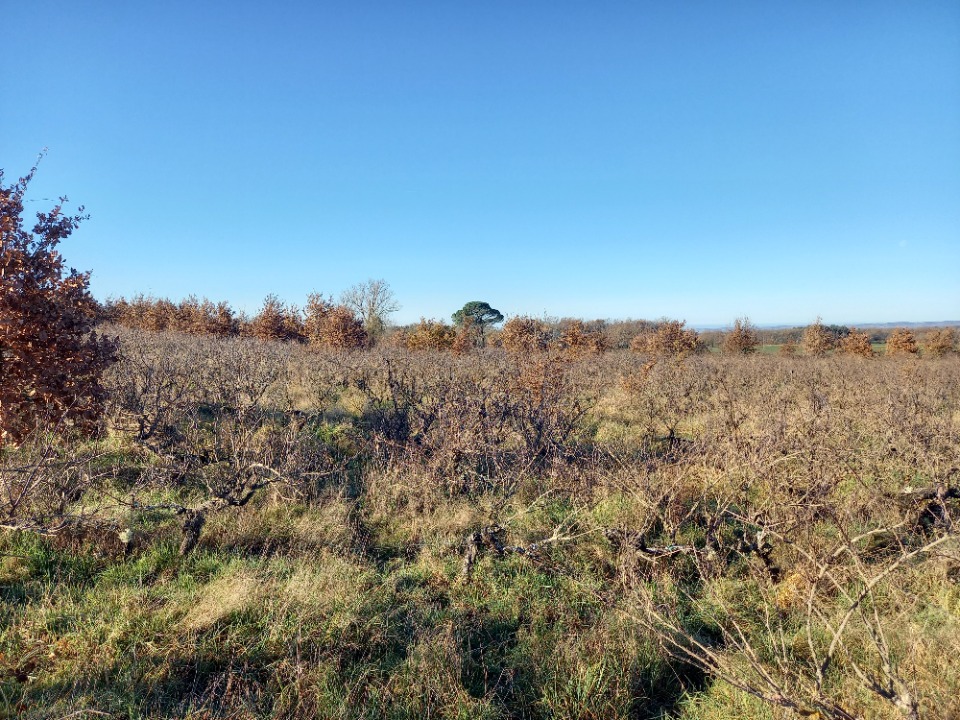 Terrain à bâtir à Técou (81600)