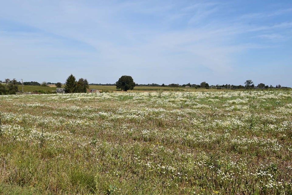 Terrain à bâtir à Norville (76330)