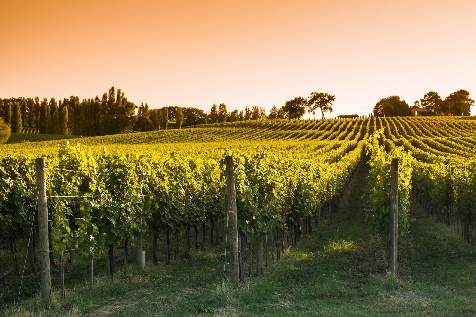 Terrain à bâtir à Marignac (17800)