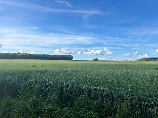 Photo maison Neauphle-le-Château 78640