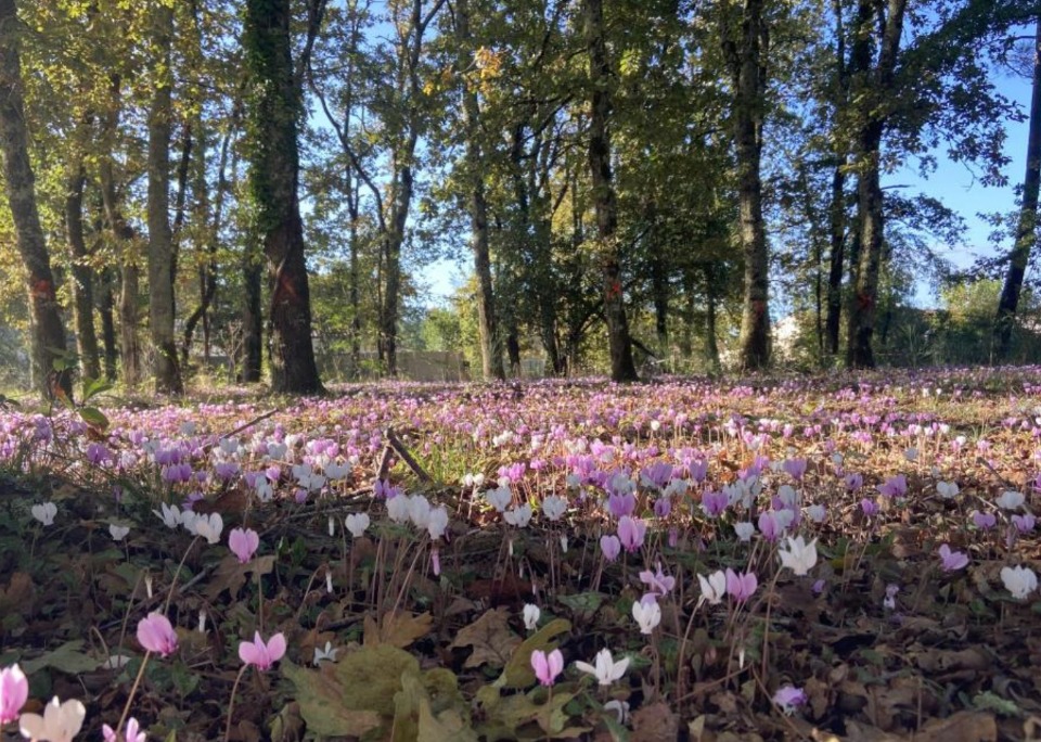terrain viabilisé en vente à Cavignac