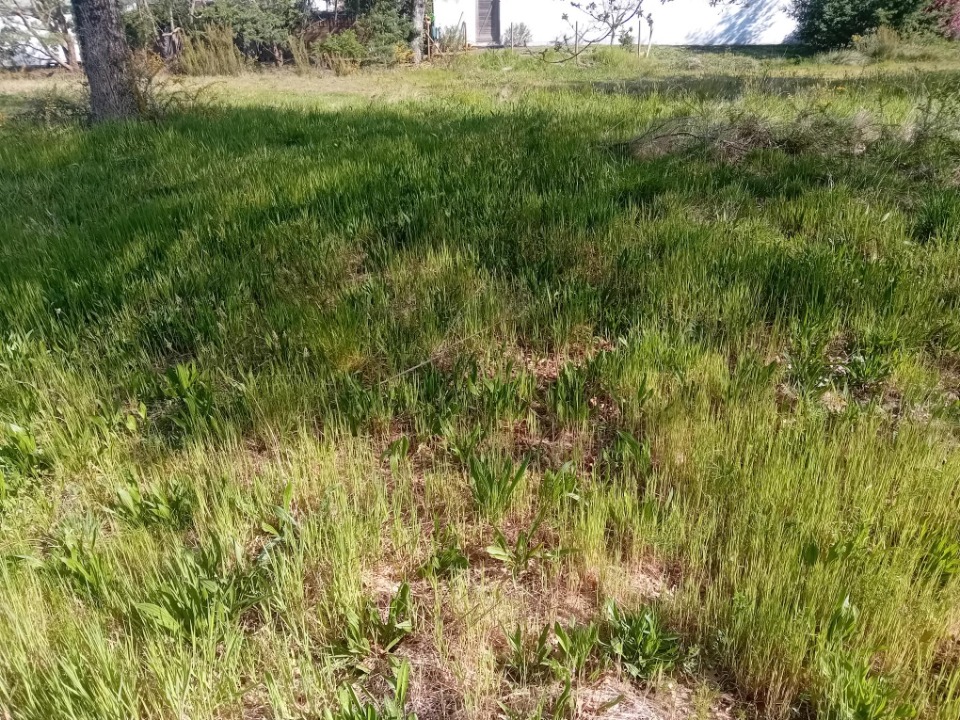 terrain à vendre viabilisé de 695m2 disponible à Audenge (33980)