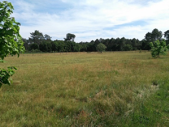 terrain à vendre viabilisé à Le Barp