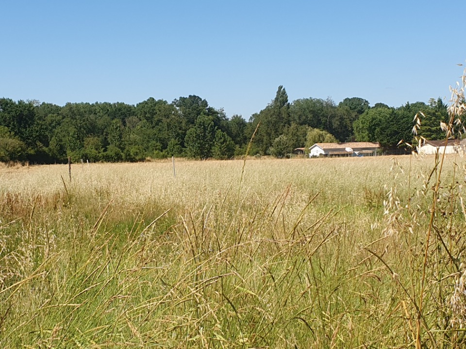 Ravissant terrain constructible en vente à Saint-Christoly-de-Blaye (33920)
