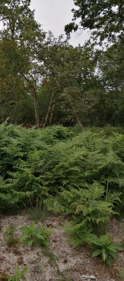 Joli terrain à vendre viabilisé en vente à Saint-Aubin-de-Médoc
