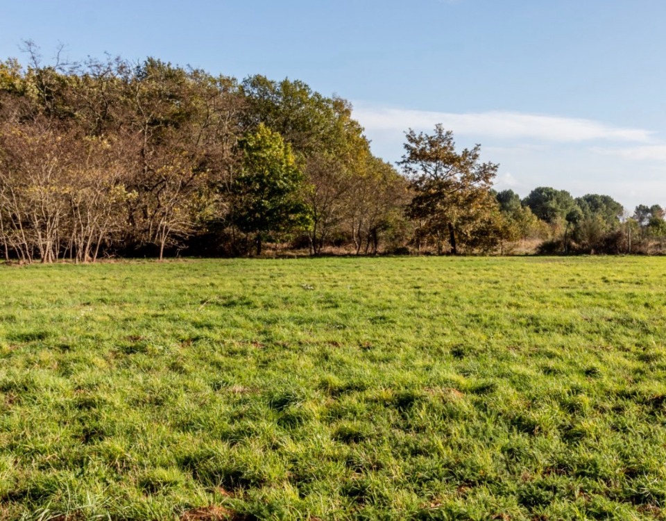 Joli terrain à vendre viabilisé de 3700m2 à Grignols (33690)