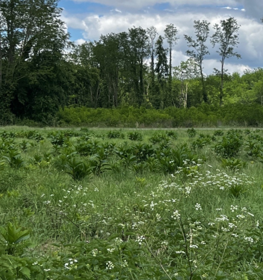 Superbe terrain constructible viabilisé de 940m2 en vente à Landiras