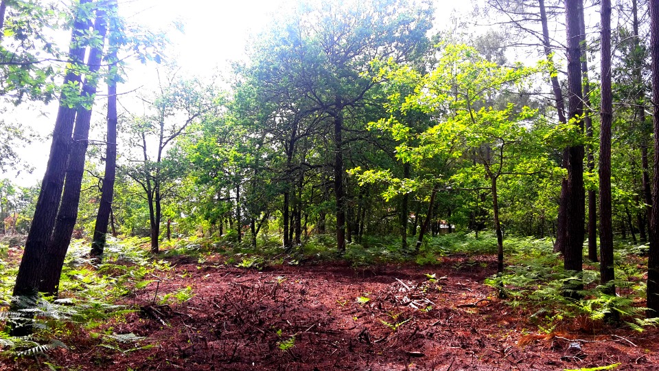 Ravissant terrain à construire en vente à Sanguinet