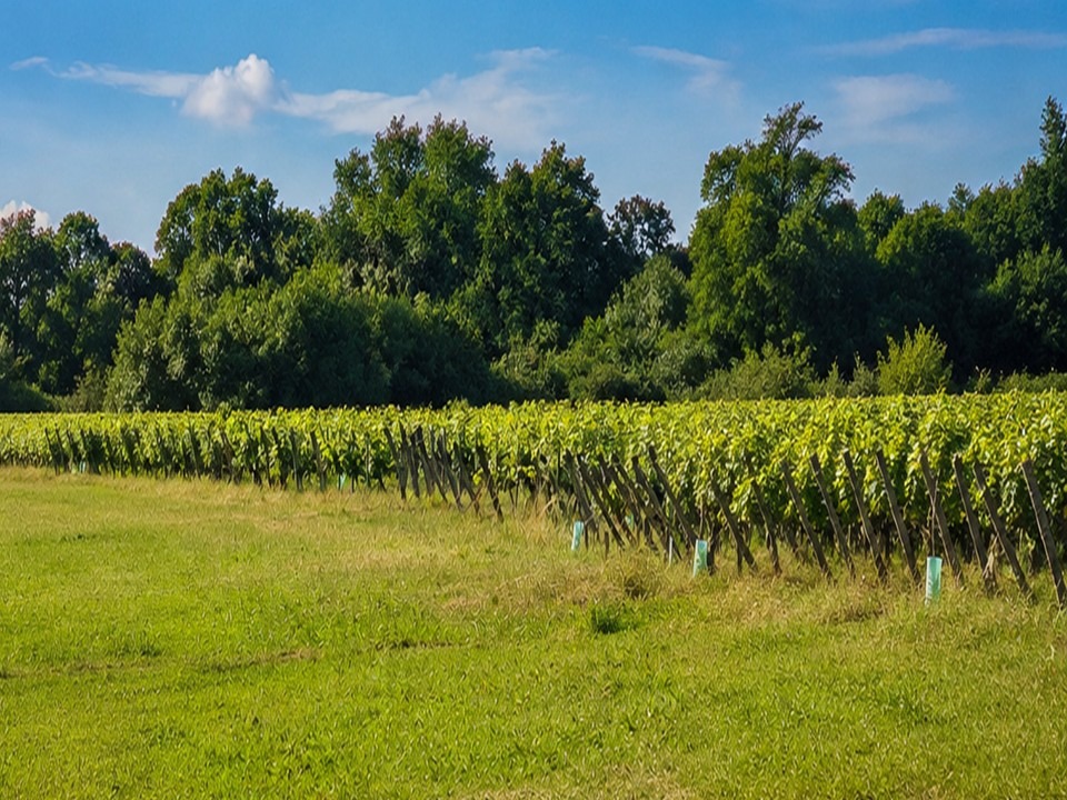 Beau terrain de 605m2 en vente à Saint-André-de-Cubzac
