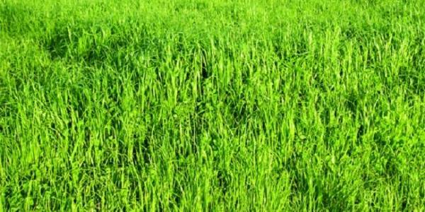 Choisir un terrain pour faire construire sa maison